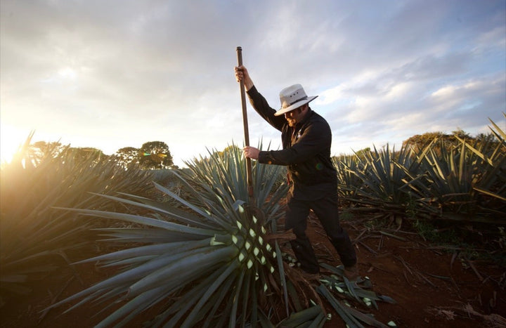 Jimador holding a coa among Blue Weber agave