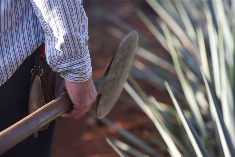 Blue Weber Agave growing in Jalisco