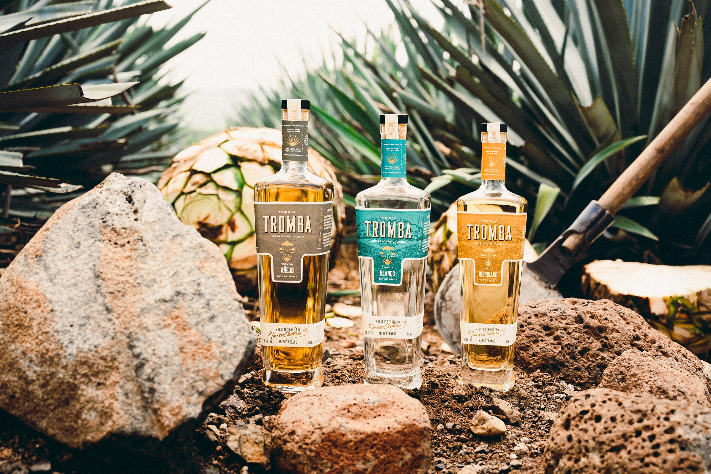 Tequila Tromba bottles in an agave field