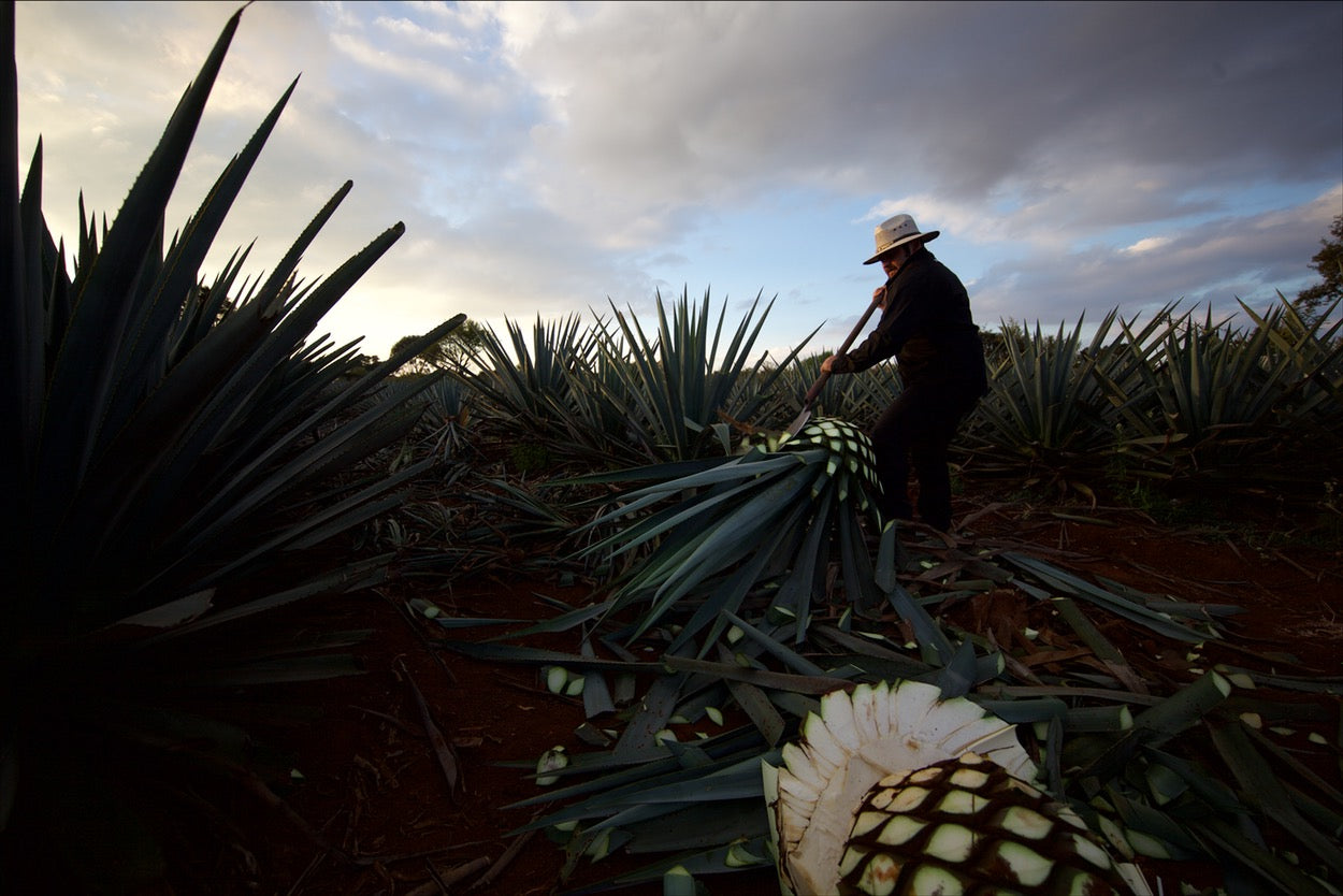Tequila Tromba bottles representing a commitment to agave biodiversity
