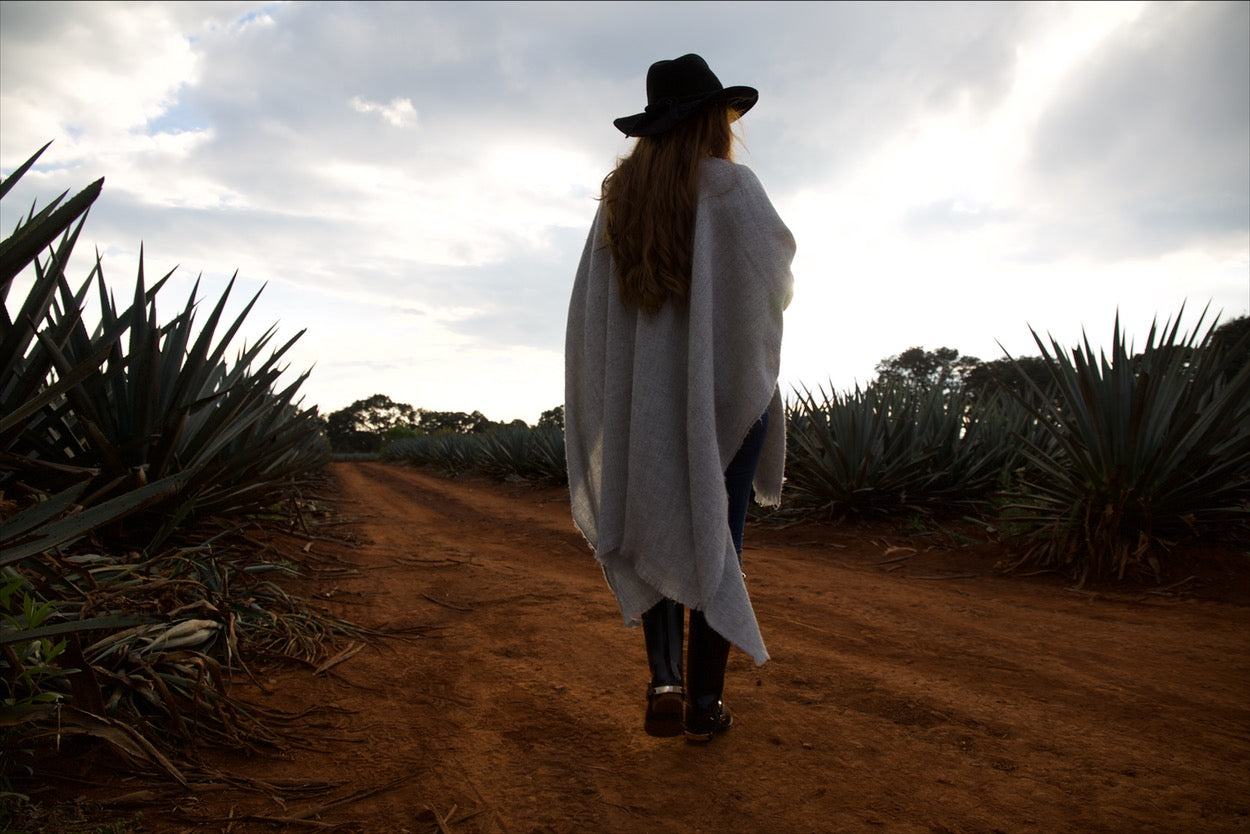 Mature Blue Weber Agave fields