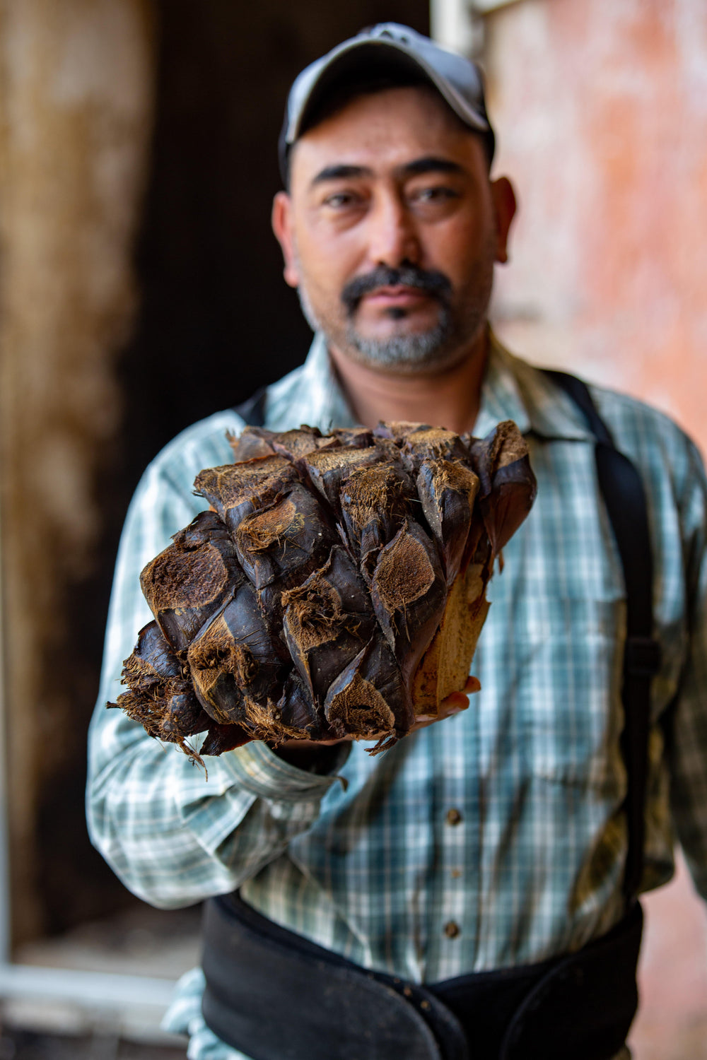 Mature agave fields cared for by Tromba's jimadores